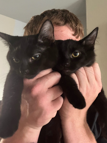 2 Kittens