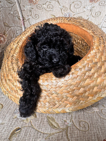 Beautiful Toy Poodle Boy Looking for Their Forever Homes Leeds