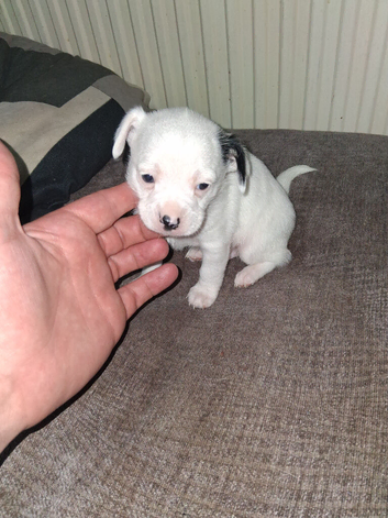 7 chihuahua for sale