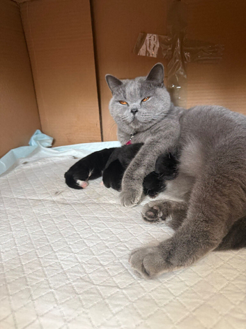 BshxTux kittens looking forever loving home