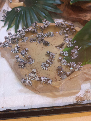 Amazon milk frogs