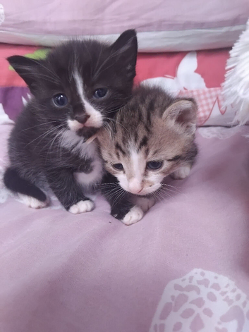 Bengal Cross Kittens