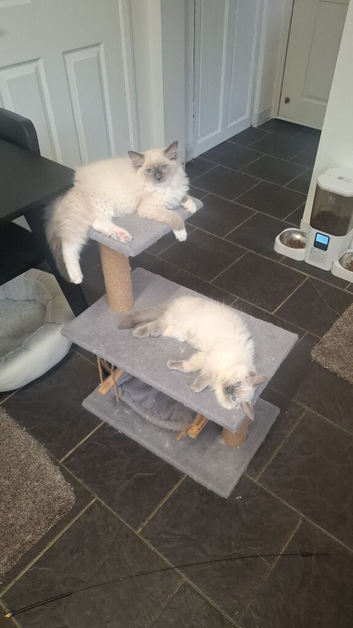 Beautiful friendly kittens