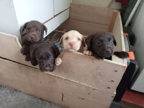 Labrador puppies for sale