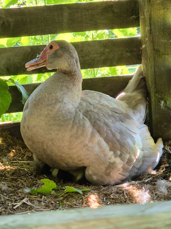 Pure bred Muscovy female and ducklings