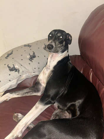 1 year old girl