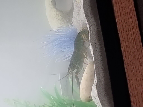 Blue crayfish