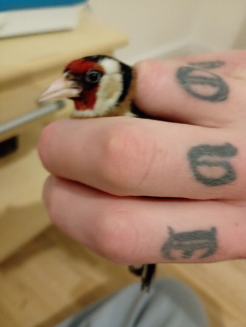 Goldfinch