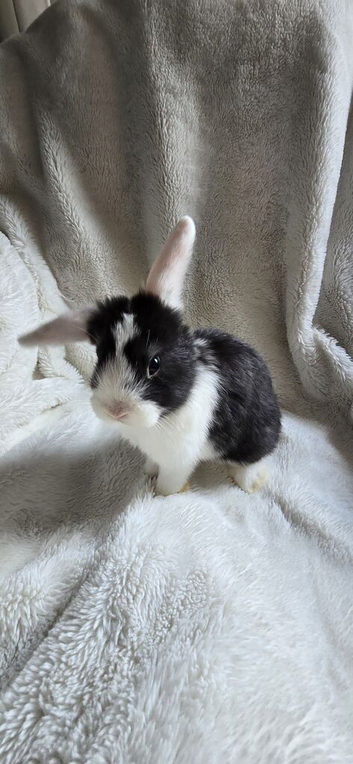 Beautiful Baby Rabbits