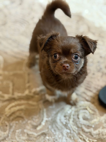 Pomchi puppy
