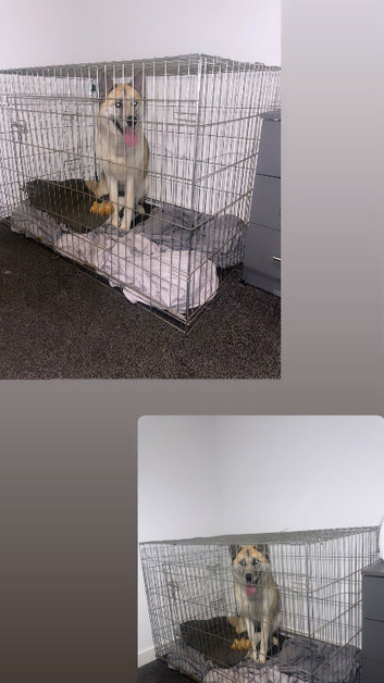 Female Akita For Rehome ASAP