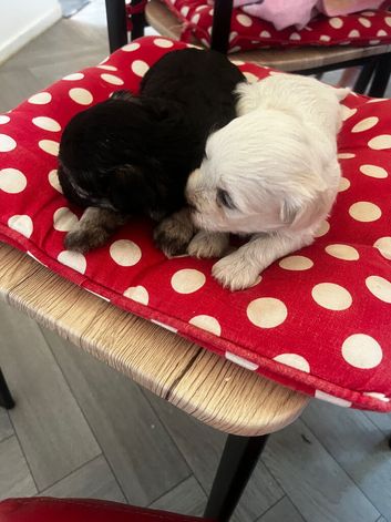 Bichon Havanes