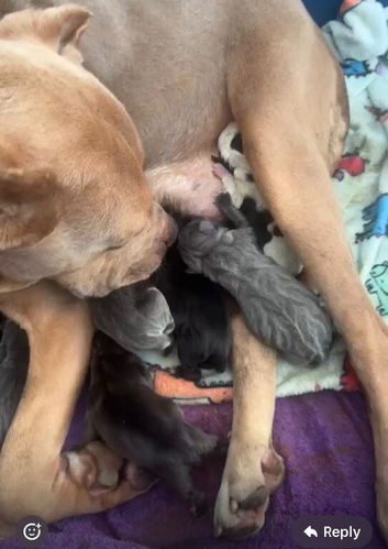 Cane corso x pressa canario