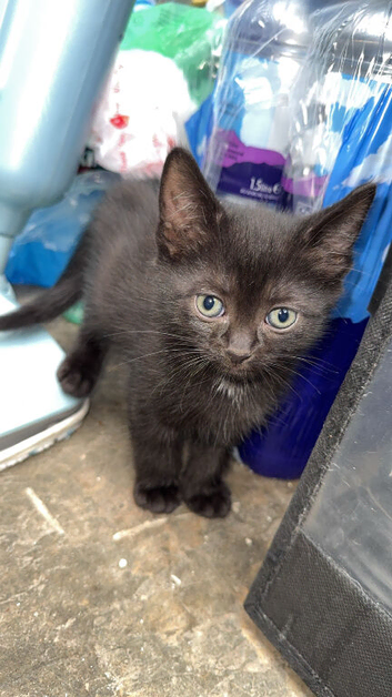 9weeks kittens ready to go
