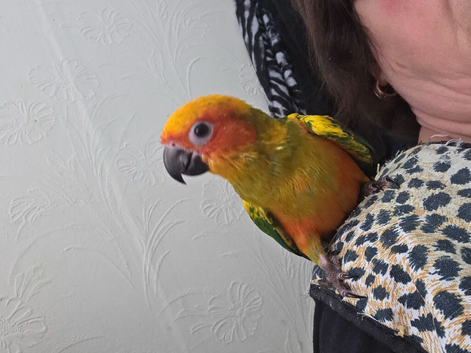Hand reared sun conure