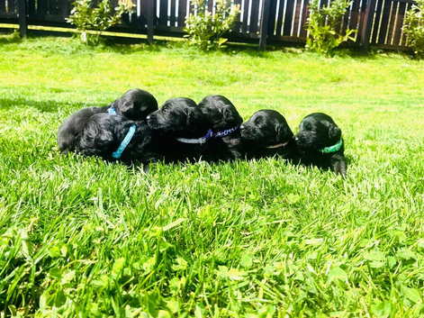Stunning Standard labradoodles