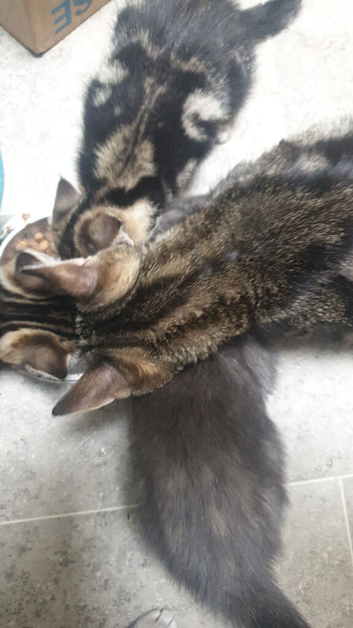 Kittens