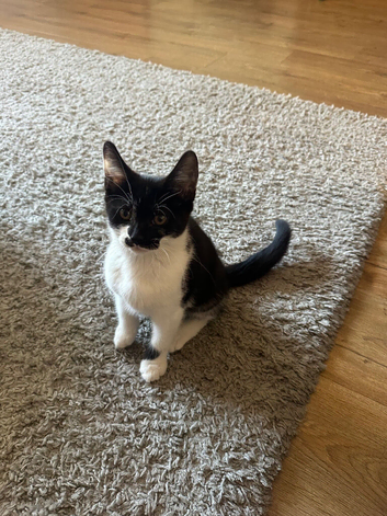 Beautiful kitten boy