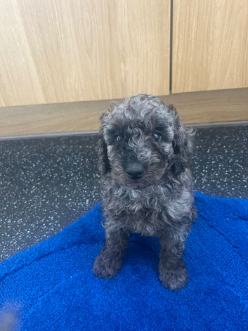 One beautiful little Cavapoo girl remaining