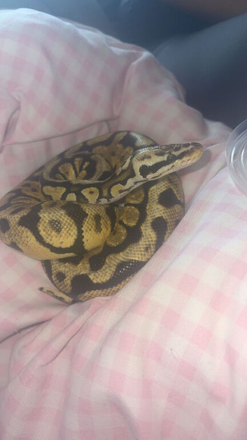pastel spot nose male ball python for sale