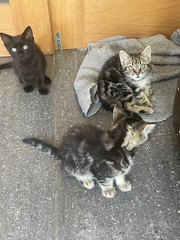 Ragdol x kittens
