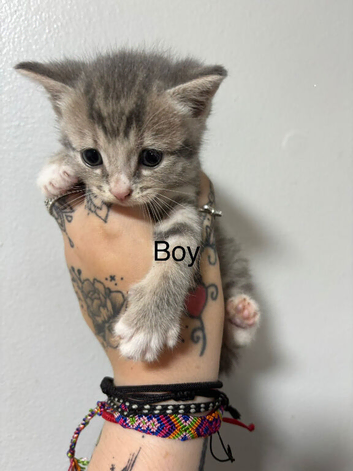 Cute kittens