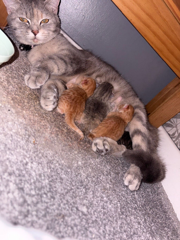 Kittens, ready mid july