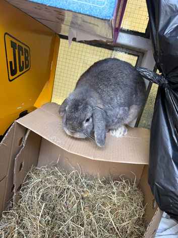 Rabbit