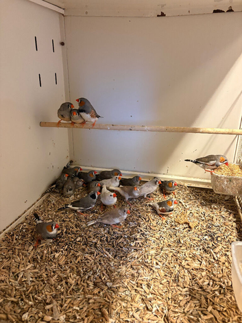 18 Zebra Finches