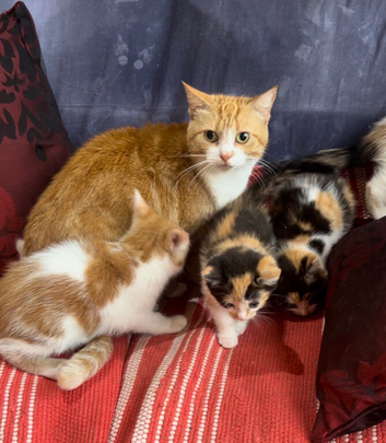 Kittens for sale