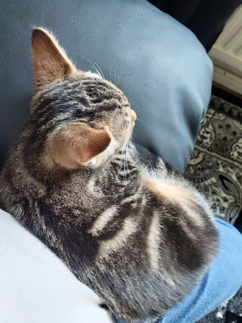 Kitten