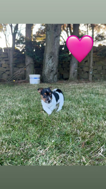 Jack Russell puppies