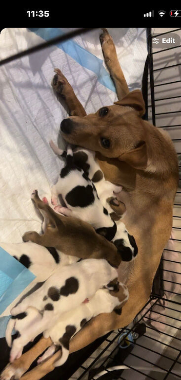 9 stunning. Jack Russell pups