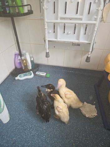 Ducklings