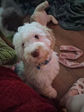 beautifull boy puppy