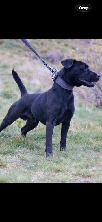 Working patterdale