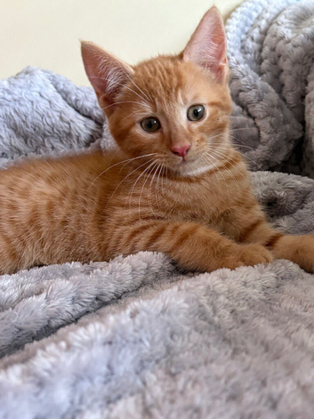 Fluffy ginger female & fluffy tortoiseshell female kittens &ndash; part Maine Coon