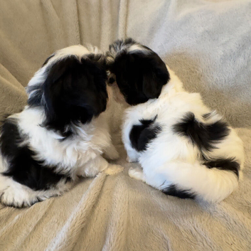 Japanese Chin X Havanese