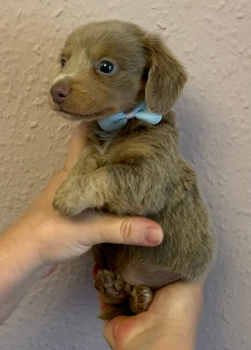 2 beautiful long coat miniature dachshund pups