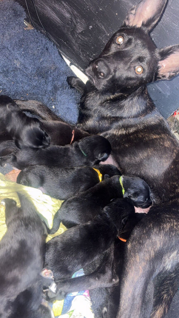Mali X collie puppies