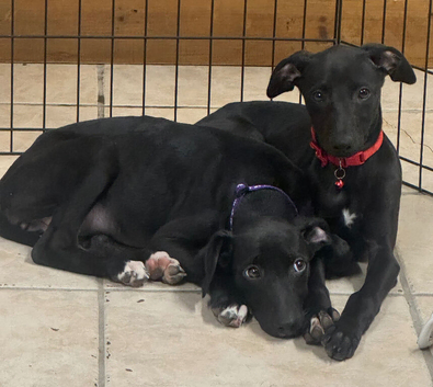 Whippet puppys