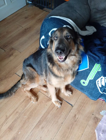 Forever home for Luna