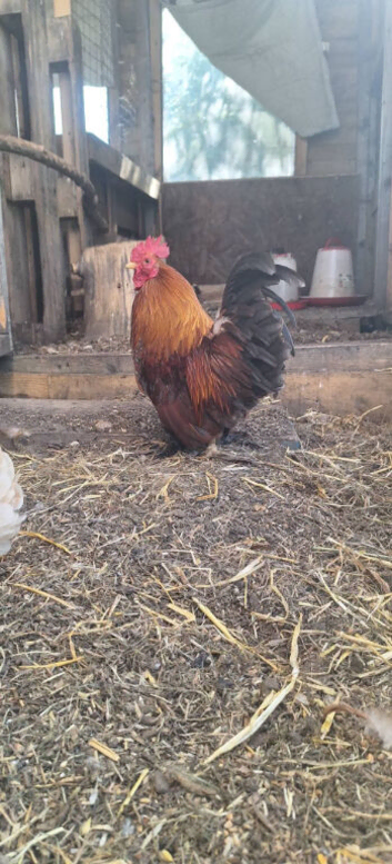 Serama x frizzles Cockerells