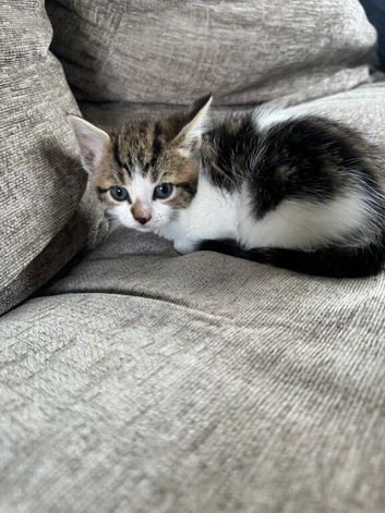 Kittens for sale