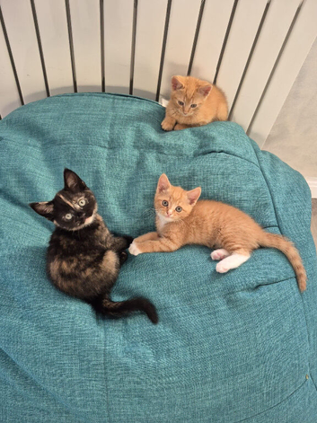 Adorable Kittens Ready Now