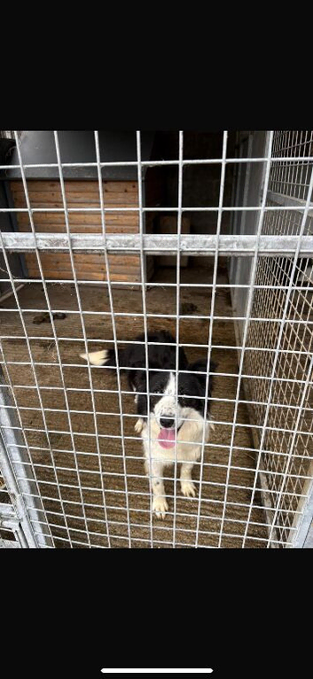 Female dog