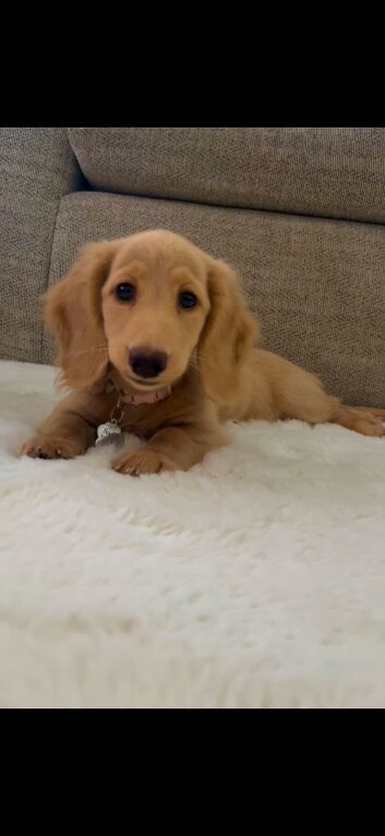 Longhair cream miniature dachshund