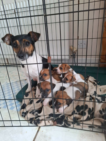 Jack Russell pups