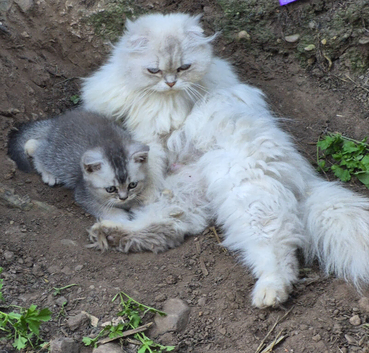 Pure Scottish fold & Scottish straight