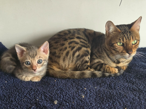 Bengal Boy Kitten